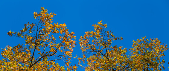 closeup red dry autumn tree branch on blue sky, autumn natural background