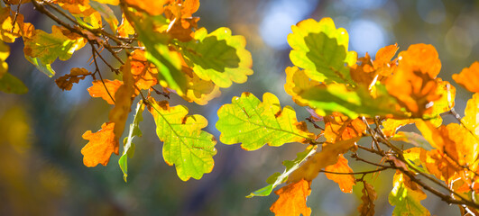 closeup red dry oak tree branch in forest, autumn outdoor background