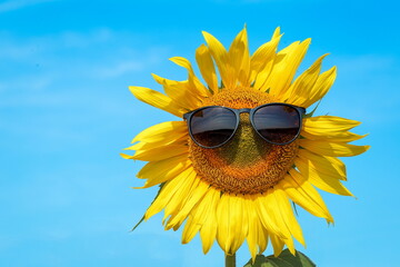 A sunflower in sunglasses on a blue sky background. Smiley face with dark glasses