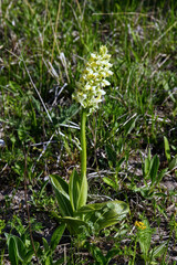  Ciepłolubne zbocza kserotermalne wiosną ozdabia Storczyk blady (Orchis pallens L.) piękna roślina z rodziny storczykowatych - obrazy, fototapety, plakaty