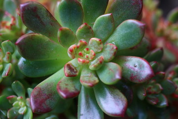 eszeweria Echeveria 'Pink Ruby'