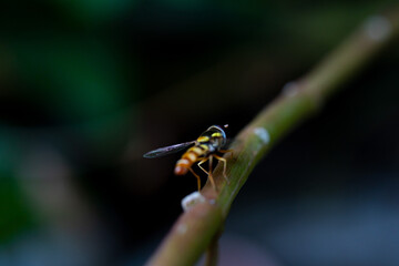 Hoverfly (Syrphidae) on a stem plant
