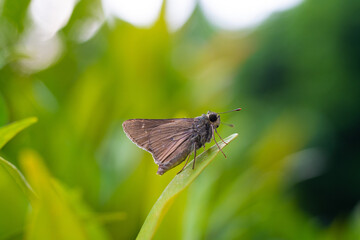 brown butterfly on a green leaf with incredible bokeh background of green leaf