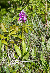  Ciepłolubne zbocza kserotermalne   wiosną ozdabia Storczyk kukawka[  (Orchis militaris L.)...