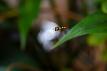 Hoverfly (Syrphidae) flying with green leaf bokeh background
