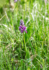  Ciepłolubne zbocza kserotermalne   wiosną ozdabia Storczyk kukawka[  (Orchis militaris L.)...