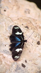 Butterfly with blue and black wings at a butterfly garden in Mindo, Ecuador