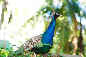 Obraz premium pavão-indiano pavão-comum pavão-azul O pavão-indiano (Pavo cristatus), também conhecido por pavão-comum ou pavão-azul, é uma espécie pertencente ao género Pavo da família Phasianidae. Trata-se de uma 