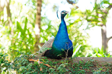 Obraz premium pavão-indiano pavão-comum pavão-azul O pavão-indiano (Pavo cristatus), também conhecido por pavão-comum ou pavão-azul, é uma espécie pertencente ao género Pavo da família Phasianidae. Trata-se de uma 