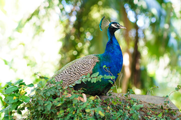 Obraz premium pavão-indiano pavão-comum pavão-azul O pavão-indiano (Pavo cristatus), também conhecido por pavão-comum ou pavão-azul, é uma espécie pertencente ao género Pavo da família Phasianidae. Trata-se de uma 