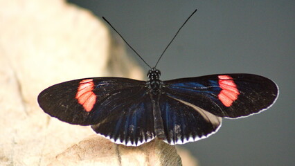 Fototapeta na wymiar Butterfly with pink and black wings at a butterfly garden in Mindo, Ecuador