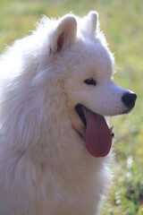 Portrait of white samoyed puppy