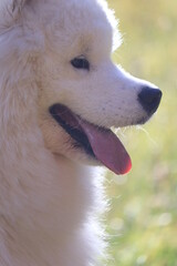 Portrait of white samoyed puppy
