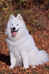White samoyed puppy with background of leaves