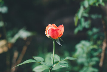 Rose flower bloom in the garden