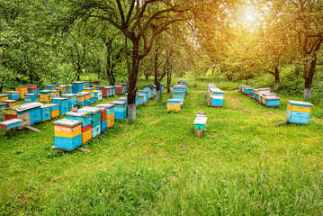 Colorful wooden beehives stand in apple garden on green grass among trees