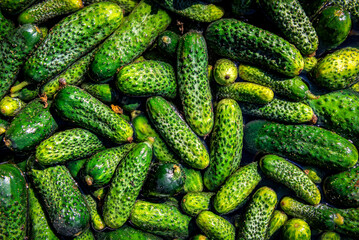 Ripe cucumbers in the water