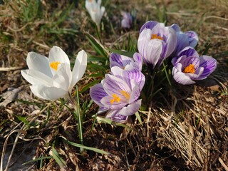 spring crocus flowers