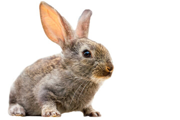 Furry cute rabbit on white background isolated - Powered by Adobe