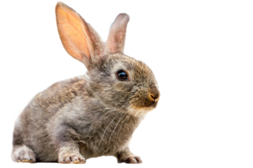 Furry cute rabbit on white background isolated