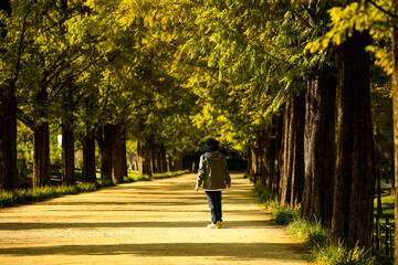 Obraz premium Beautiful trees in Damyang Metasequoia in Korea