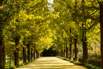 Naklejka premium Beautiful trees in Damyang Metasequoia in Korea