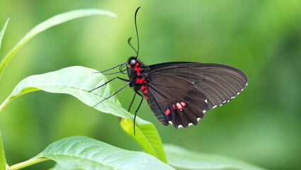 Red and black butterfly at a butterfly garden in Mindo, Ecuador