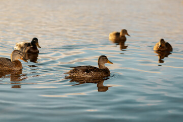 Female mallards swimming in river
