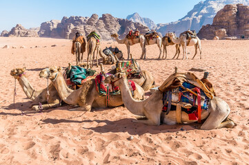 A view of  a group of camels ready to set off in the desert landscape in Wadi Rum, Jordan in...
