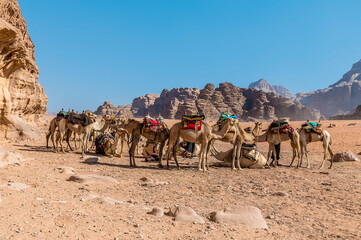 A view of  a group of camels in the desert landscape in Wadi Rum, Jordan in summertime