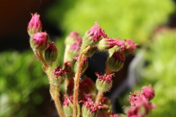 Naklejka na ściany i meble rojnik Fedora Sempervivum