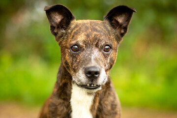 A mixedbreed dog eager to go
