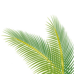 palm tree leaves © Gloria