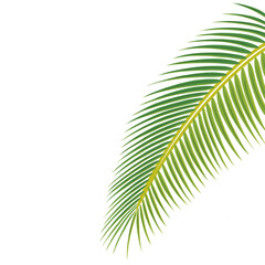Obraz premium palm tree leaf