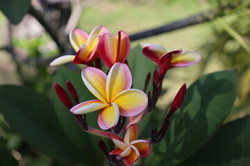 Frangipani, Hawaiiblume