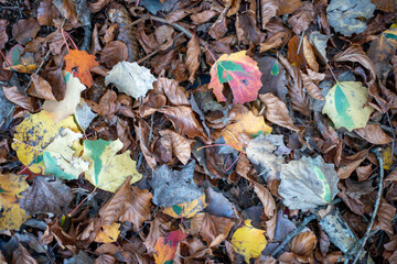 Autumn leaves . Herbstlaub