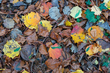 Autumn leaves . Herbstlaub