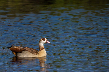 Egyptian goose (Alopochen aegyptiaca) swimming. Western Cape. South Africa