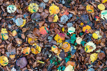 Autumn leaves . Herbstlaub