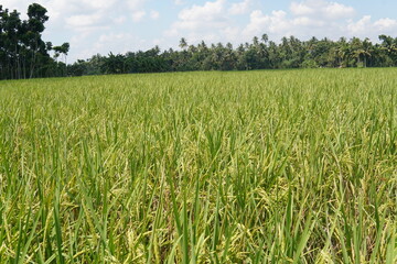 Green paddy field in west bengal 