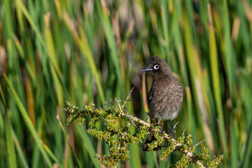 Cape bulbul (Pycnonotus capensis). Western Cape. South Africa