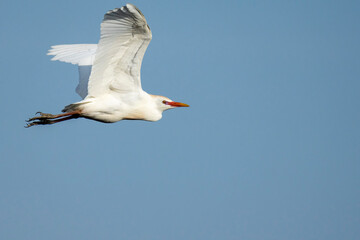 Western cattle egret (Bubulcus ibis) in flight (flying). Western Cape. South Africa