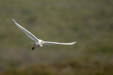 Western cattle egret (Bubulcus ibis) in flight (flying). Western Cape. South Africa
