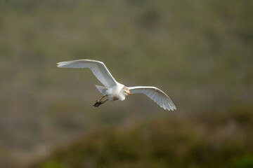 Western cattle egret (Bubulcus ibis) in flight (flying). Western Cape. South Africa