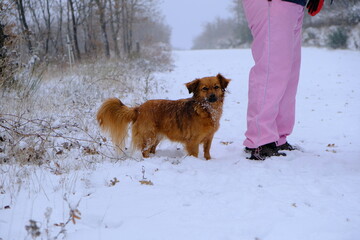 Perro marrón en la nieve con una persona al lado
