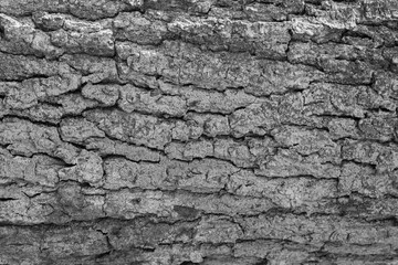 Detail on tree bark, background, texture