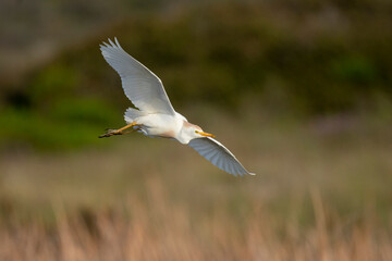 Western cattle egret (Bubulcus ibis) in flight (flying). Western Cape. South Africa
