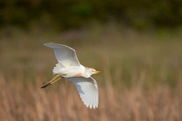 Western cattle egret (Bubulcus ibis) in flight (flying). Western Cape. South Africa