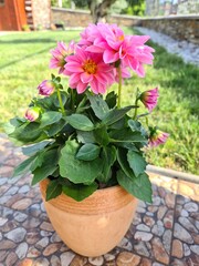 flowers in pots