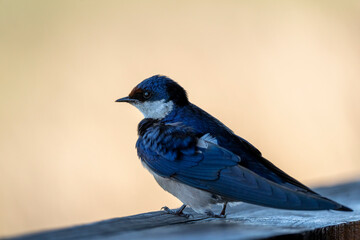 Barn swallow (Hirundo rustica). Western Cape. South Africa